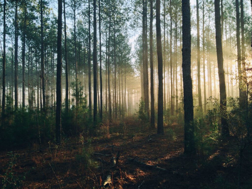 Bomen